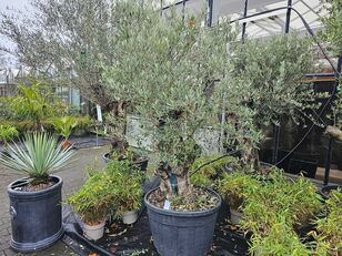 Bonsai / Solit&auml;r ornamental shrub