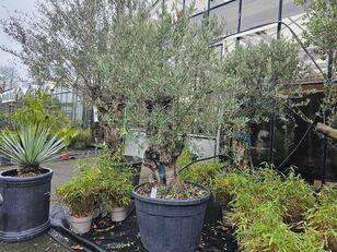 Bonsai / Solit&auml;r ornamental shrub