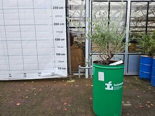 саженец декоративного кустарника Bonsai-Wuchsform