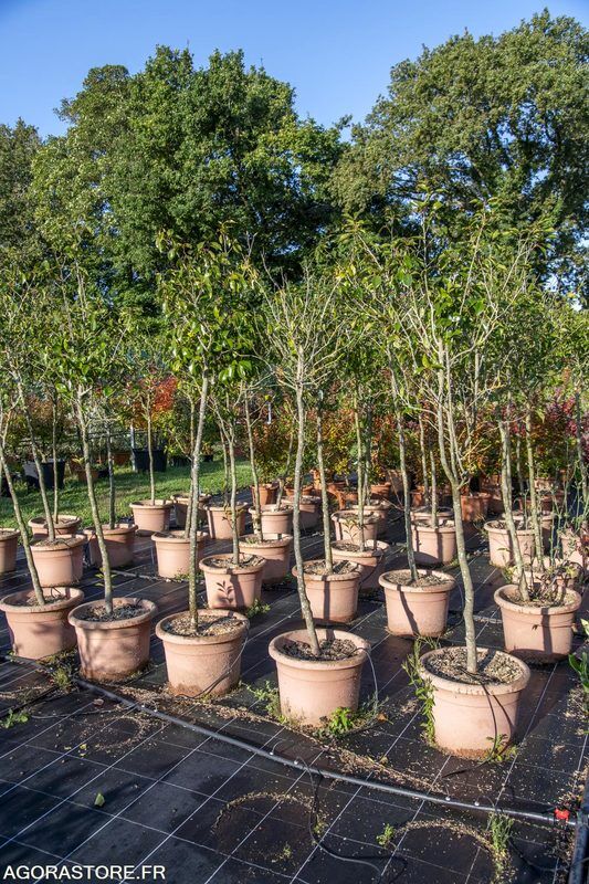 Camellia japonica 'Black Tie' en maceta