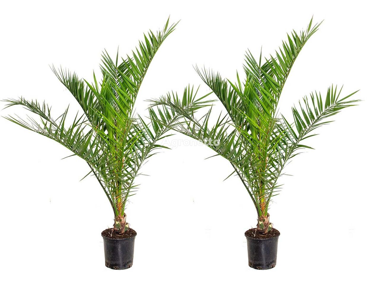 Canarische Dadelpalm ornamental shrub