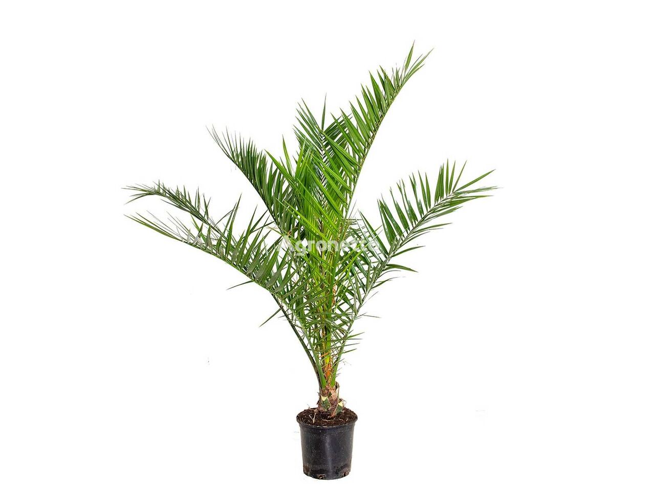 puiet de plantă ornamentală Canarische Dadelpalm