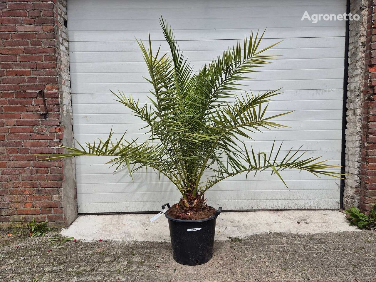 bụi cây cảnh Canarische Dadelpalm