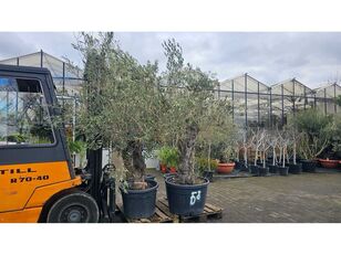 Knorriger Altstamm prydbusk