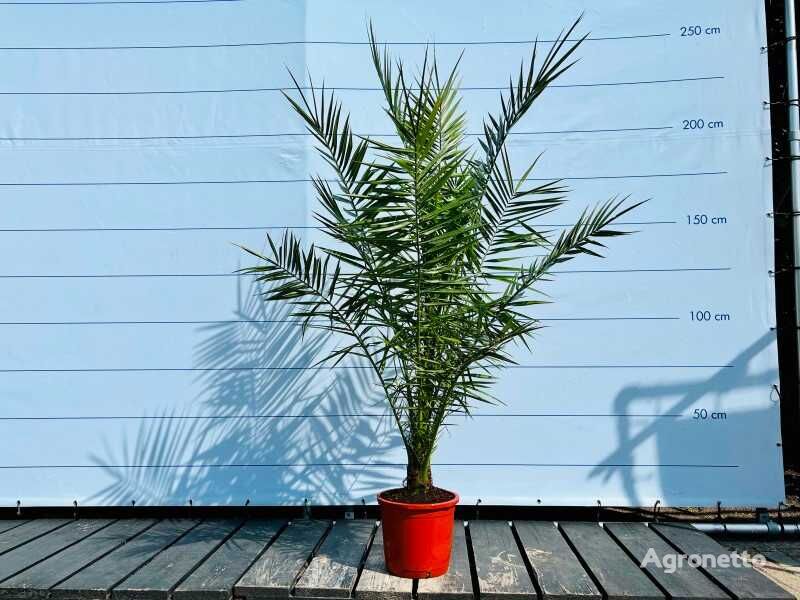 саженец декоративного кустарника Phoenix canariensis stamhoogte 10-20 cm