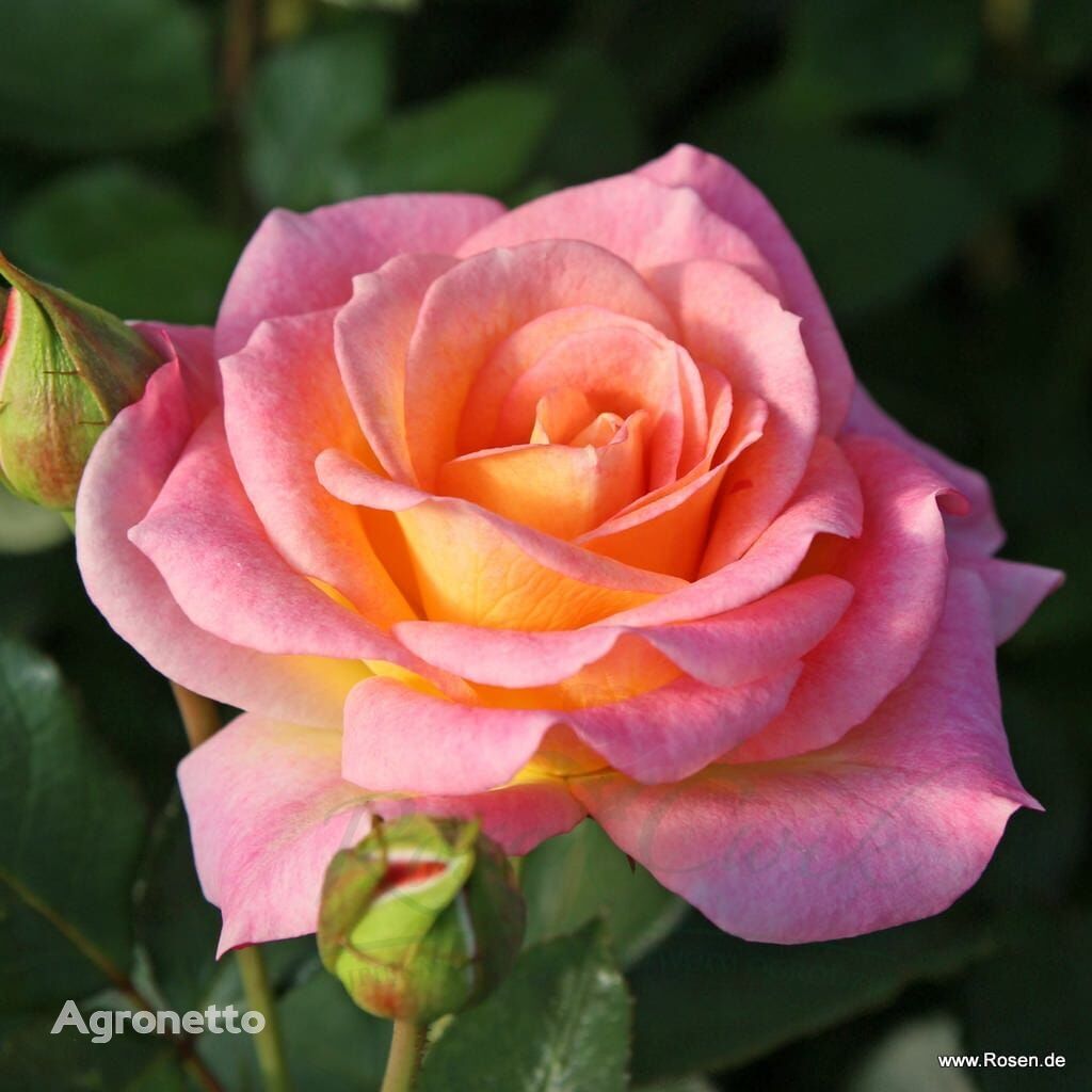 Dekora® park rose