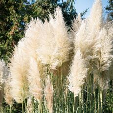 Cortaderia selloana 'White Feather' pampas grass