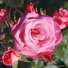 Xenia ® Bed and border rose
