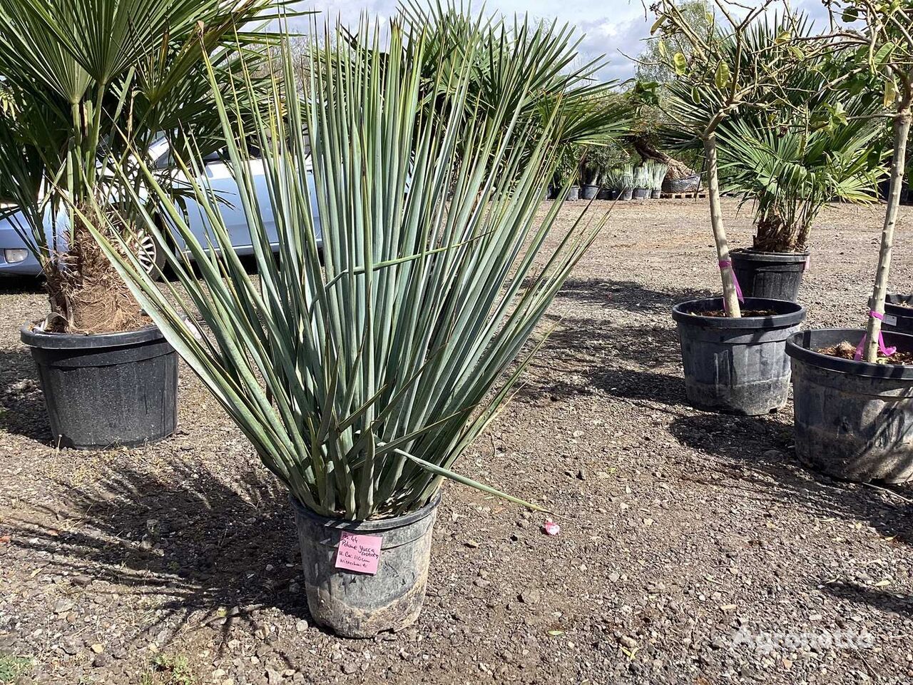 Yucca Rostrata (Winterhart) ornamental shrub