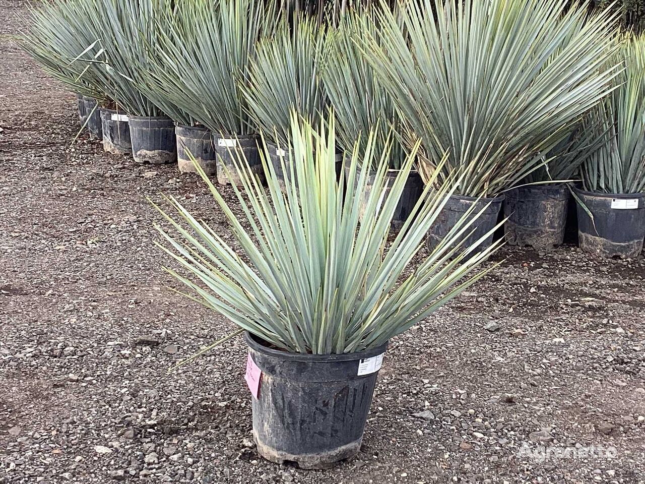 Yucca Rostrata (Winterhart) ornamental shrub