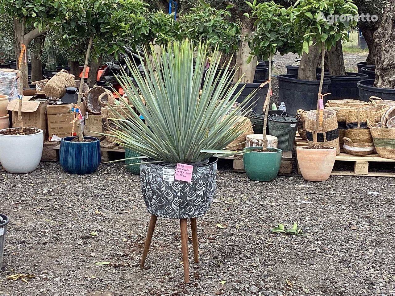 Yucca Rostrata im Deko-Topf (Beides winterhart) arbusto decorativo