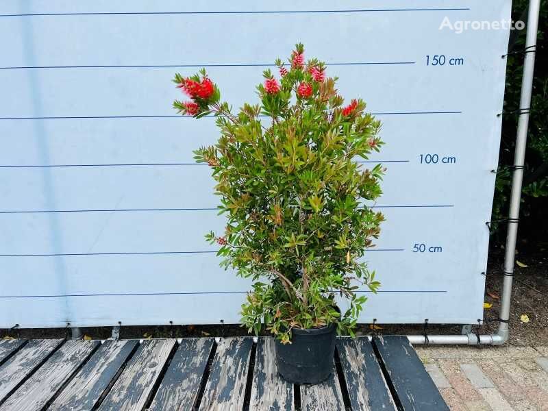 شجيرة زينة callistemon struikvorm 140cm inclusief pot