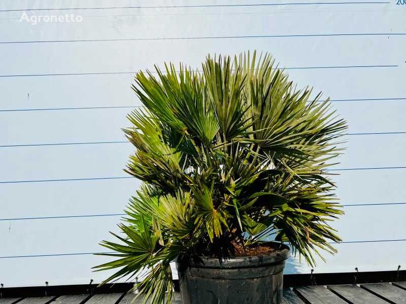 观赏灌木苗 chamaerops humilis vulcano 120cm