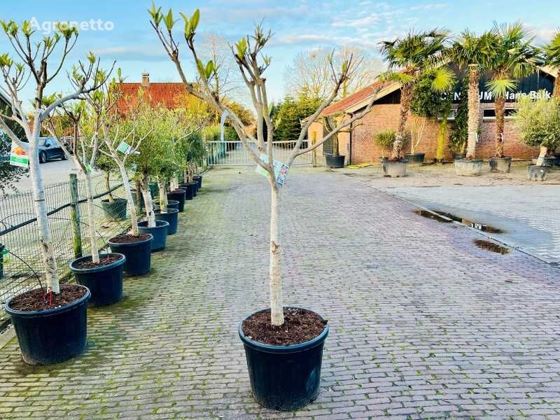 puiet de plantă ornamentală japanse wolmispel 220cm