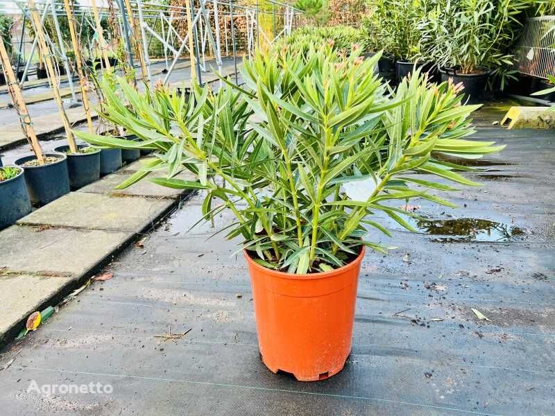 oleander kleur geel, hoogte 60/80cm sierheester jonge boom