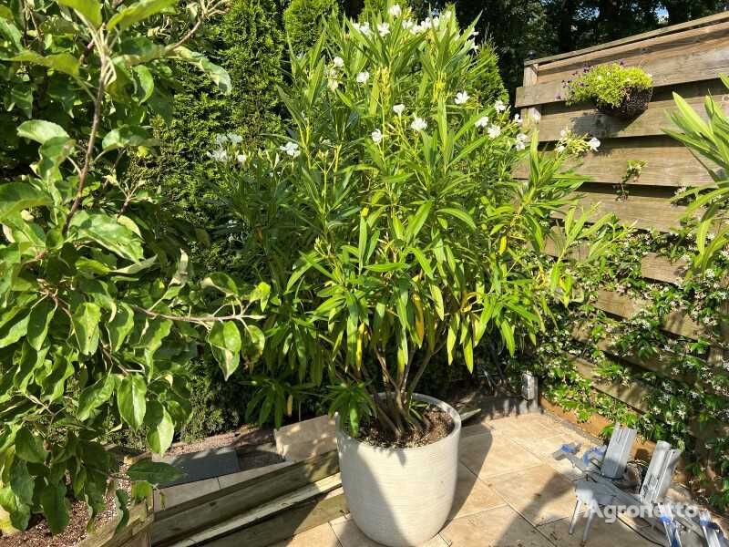 mladika okrasne grmovnice oleander kleur wit 200cm inclusief pot