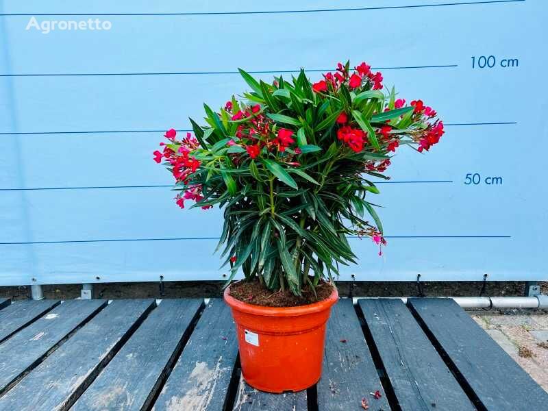 oleander rood 100cm sierheester jonge boom