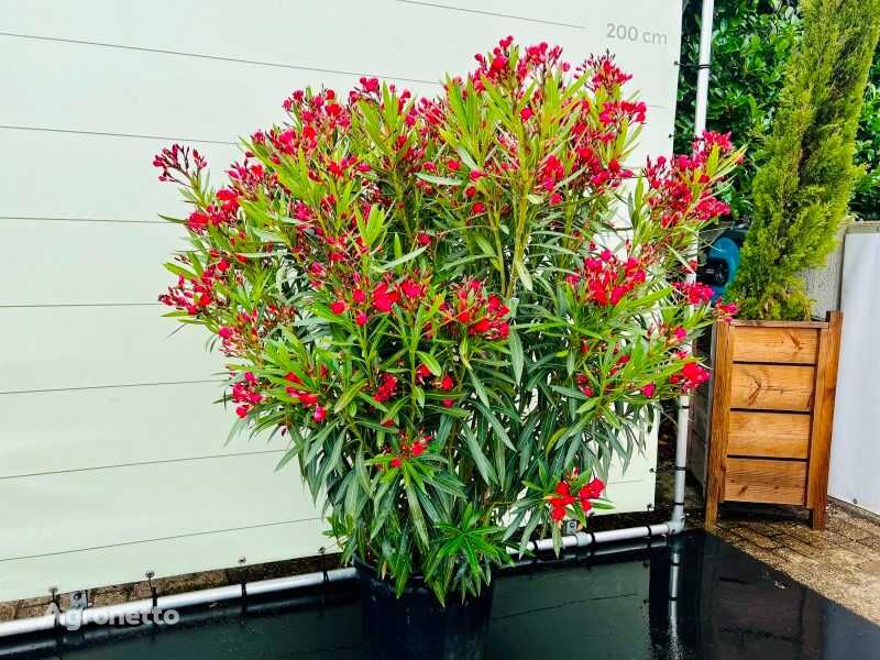 oleander rood 170cm incl pot ornamental shrub