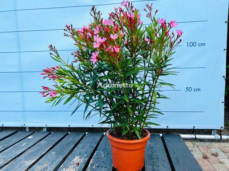 bụi cây cảnh oleander roze 100cm