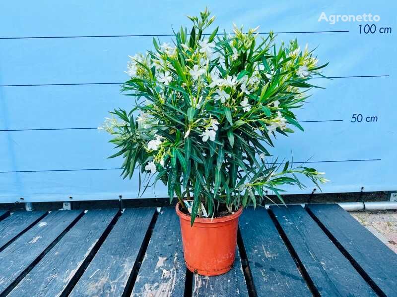 саженец декоративного кустарника oleander wit 100cm