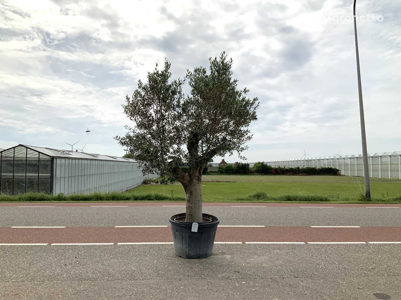 olijfboom (Olea Europaea Lessini) ornamental shrub