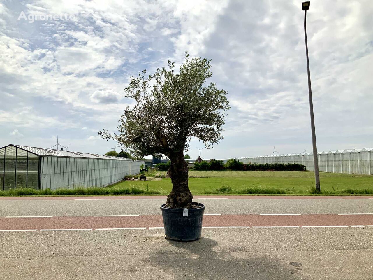 arbuste d'ornement olijfboom (Olea Europaea Lessini)