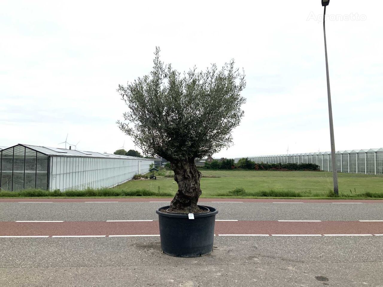 olijfboom (Olea Europaea Lessini) prydnadsbuske