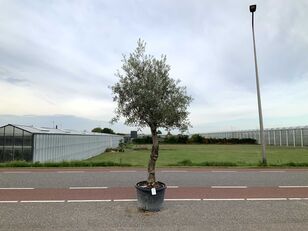 olijfboom (Olea Europaea Lessini) ornamental shrub