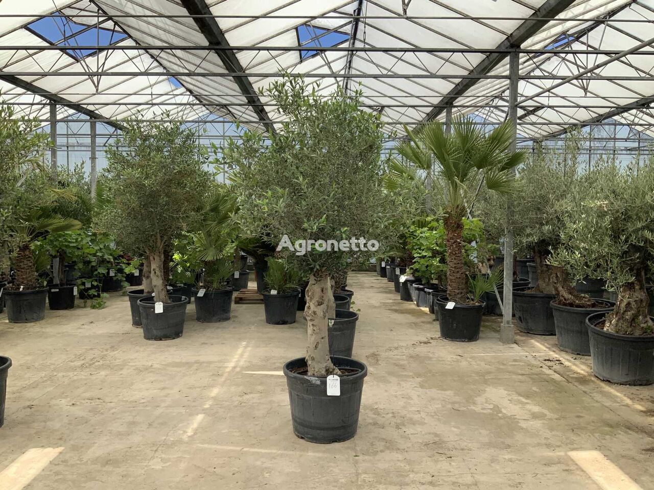 arbusto ornamental olijfboom (Olea Europaea Lessini)