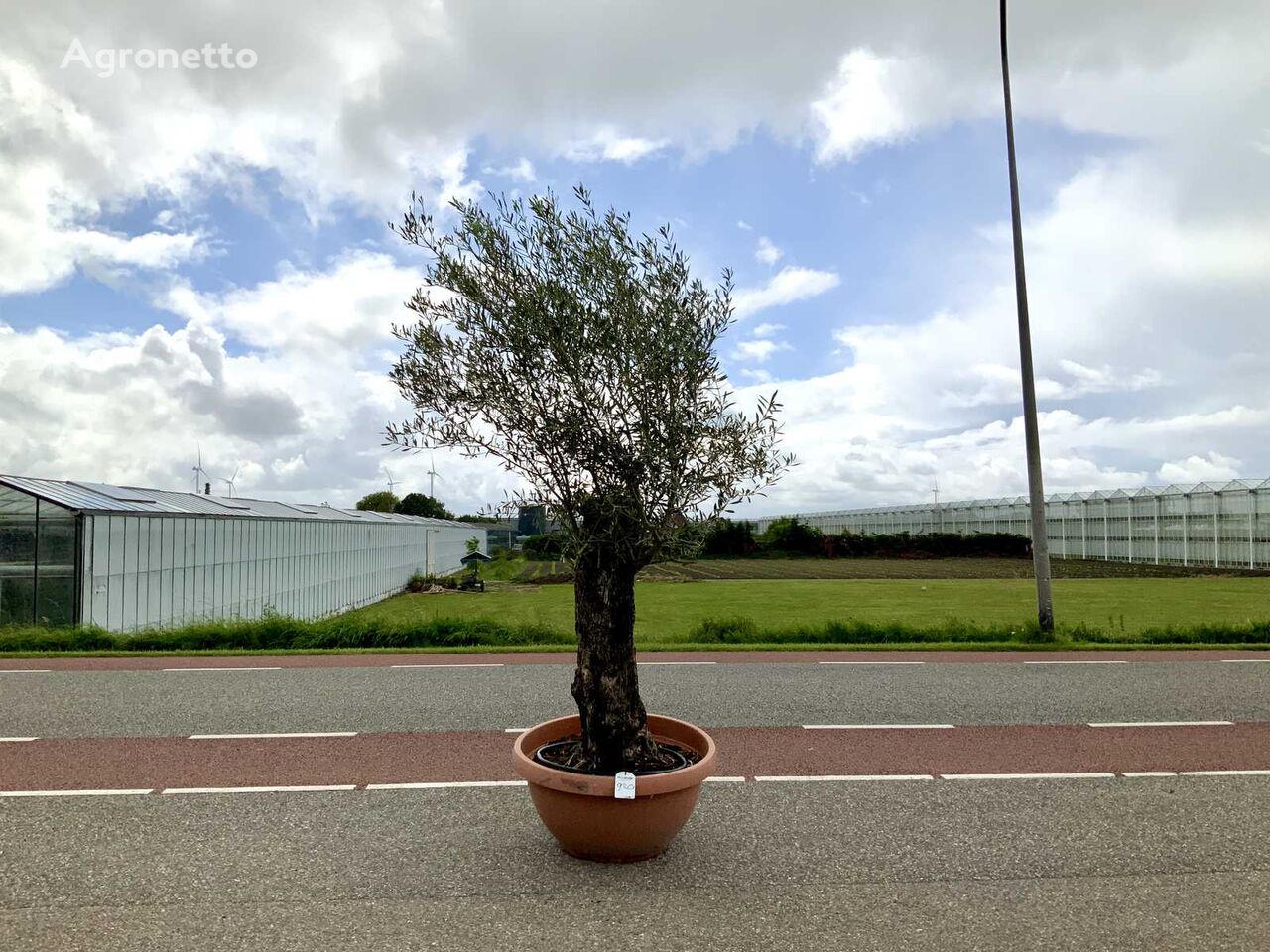 olijfboom in bonsaischaal (Olea Europaea Lessini) arbusto decorativo