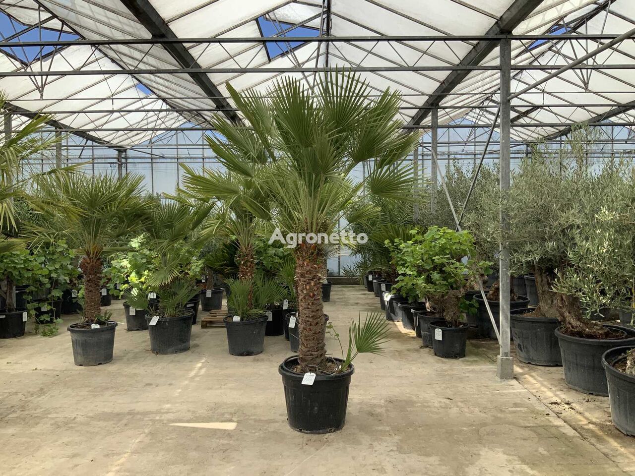 bụi cây cảnh palmboom meerstammig (Chamaerops Humilis)