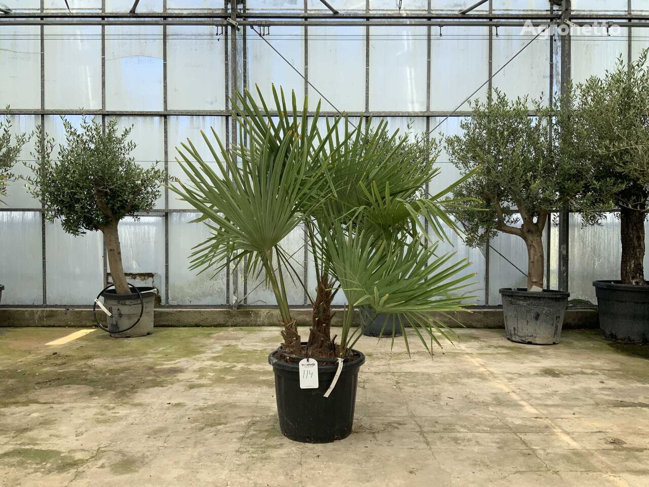 mladika okrasne grmovnice palmboom meerstammig (Trachycarpus Fortunei)