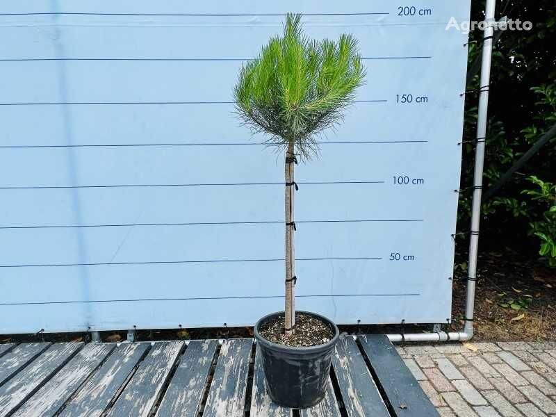 саженец декоративного кустарника pinus pinea 160/180cm