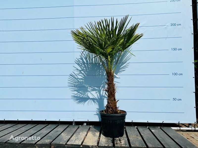 trachycarpus fortunei 190cm incl pot, stamhoogte 60/80cm prydbusk