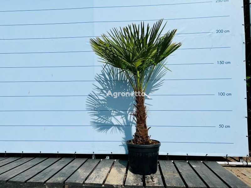 trachycarpus fortunei 190cm, stamhoogte 60/80cm ornamental shrub