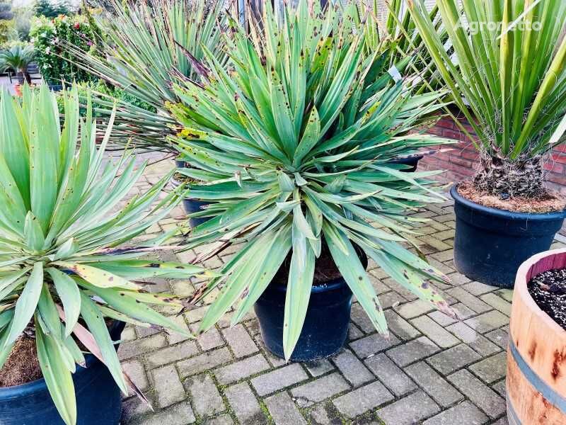 саженец декоративного кустарника yucca gloriosa 120cm