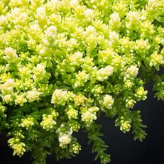 Sedum hectare 'Aurea'