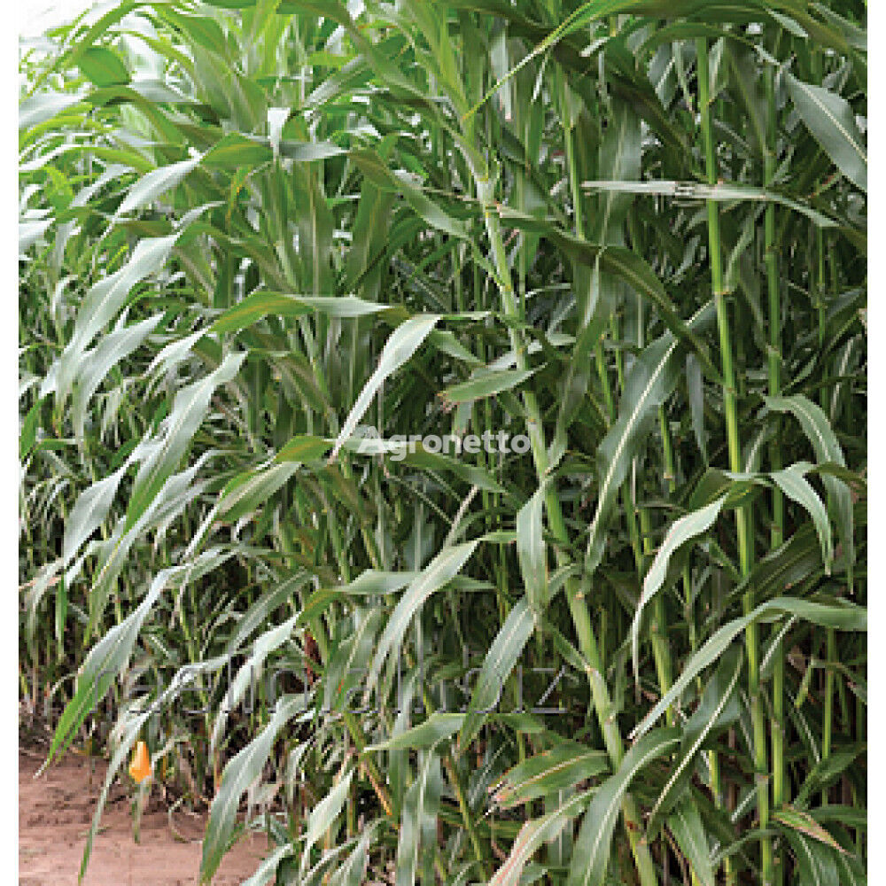 Sweet sorghum seeds CC 506, 120-125 days