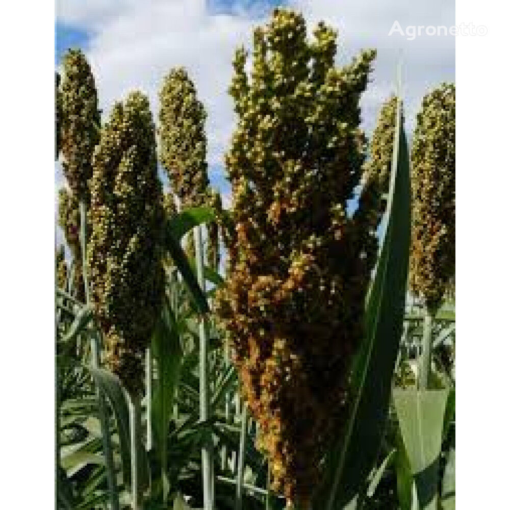 Keito grain sorghum seeds, 115-125 days