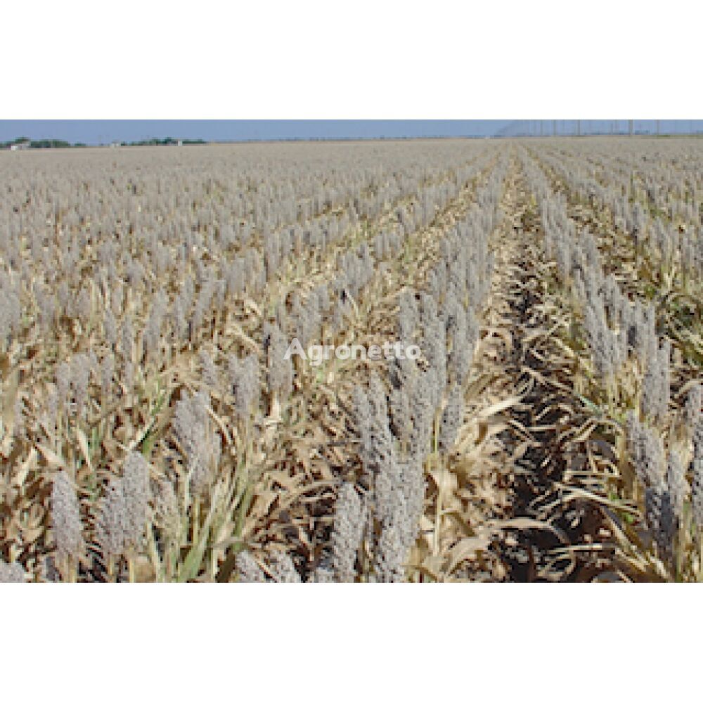 Milo B grain sorghum seeds, 100-115 days