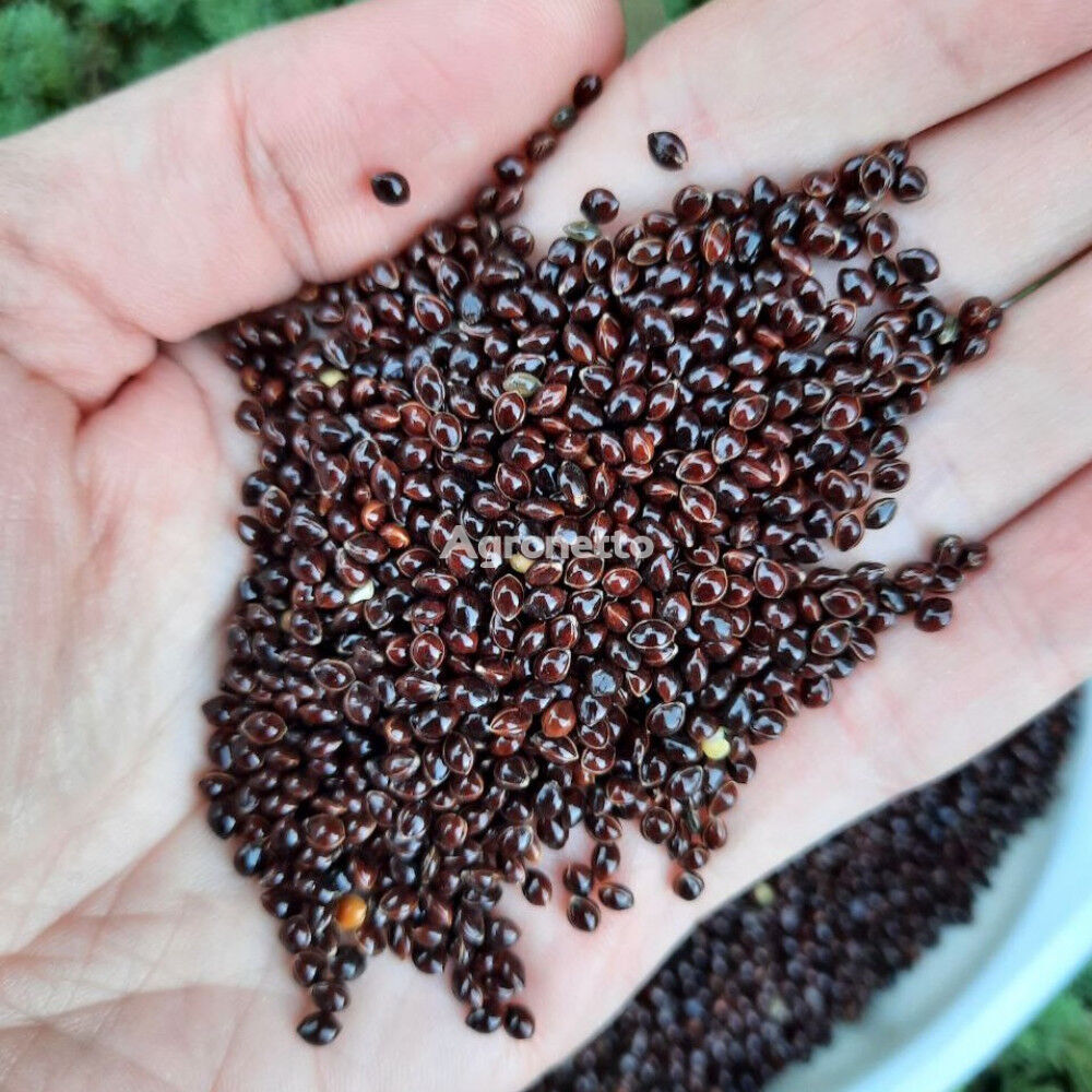 Black round millet in 25 kg bags