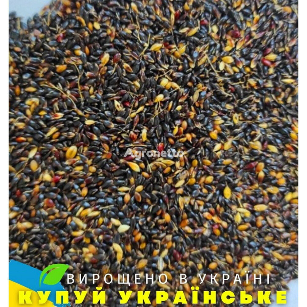 High-quality seeds of Sudanese grass "Golubivska-25" (sorghum sudansk