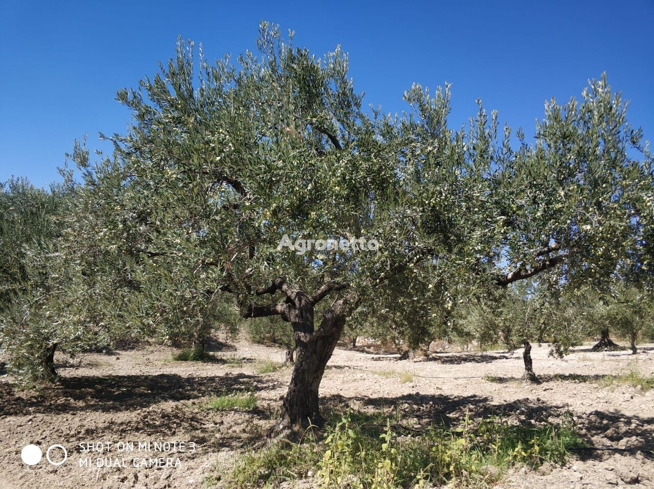 Land für den Olivenanbau