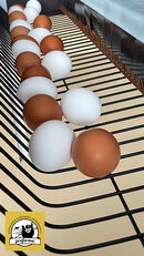 uudet siipikarjan hoidossa k&auml;ytett&auml;v&auml;t laitteet