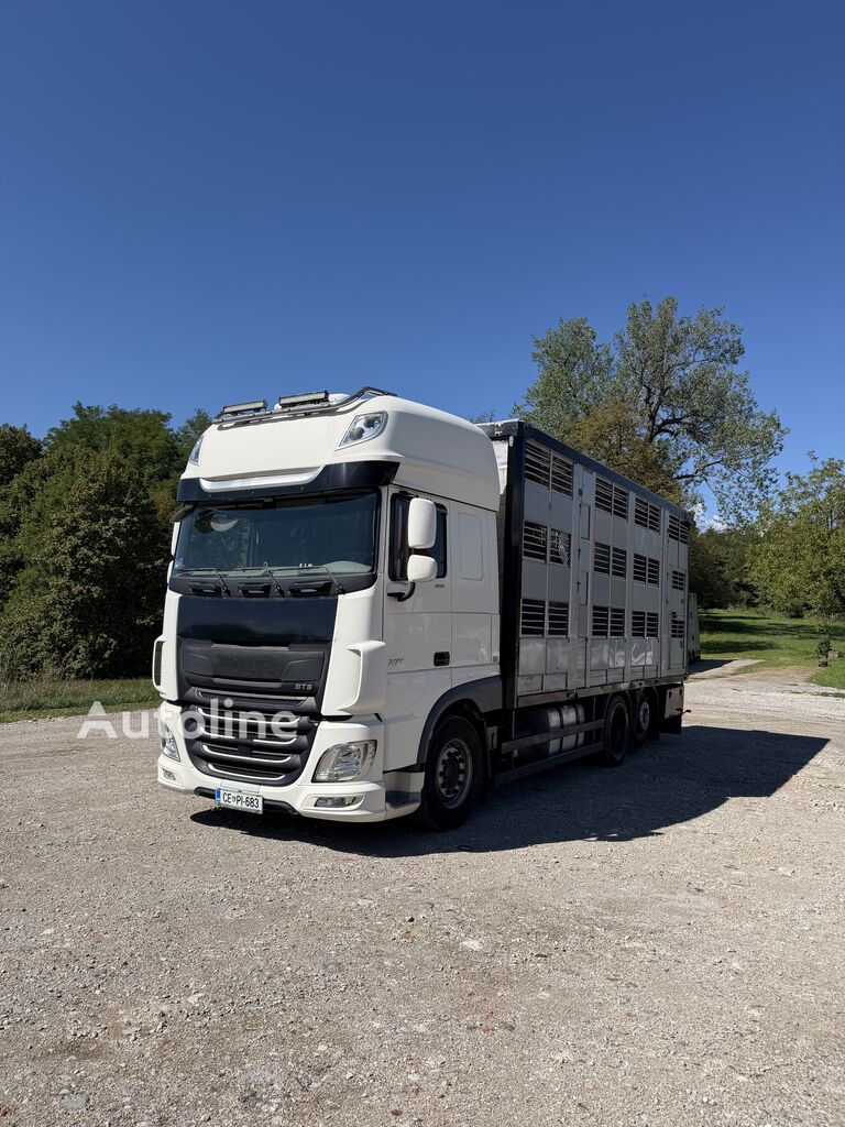 DAF XF livestock truck + livestock trailer - Autoline