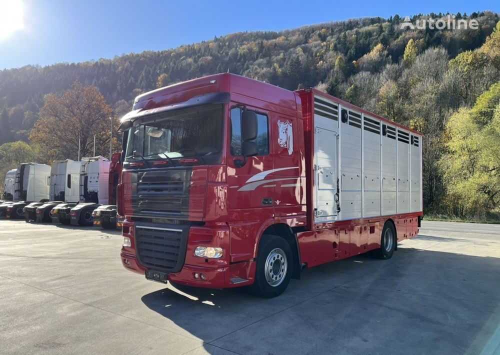 DAF XF 105.460 camión para transporte de ganado