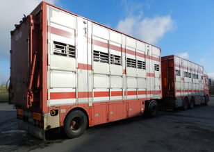 DAF XF-530 For pigs or bovines livestock truck + livestock trailer