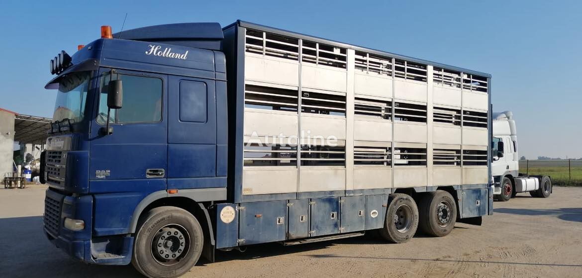 DAF XF 95-430 livestock truck