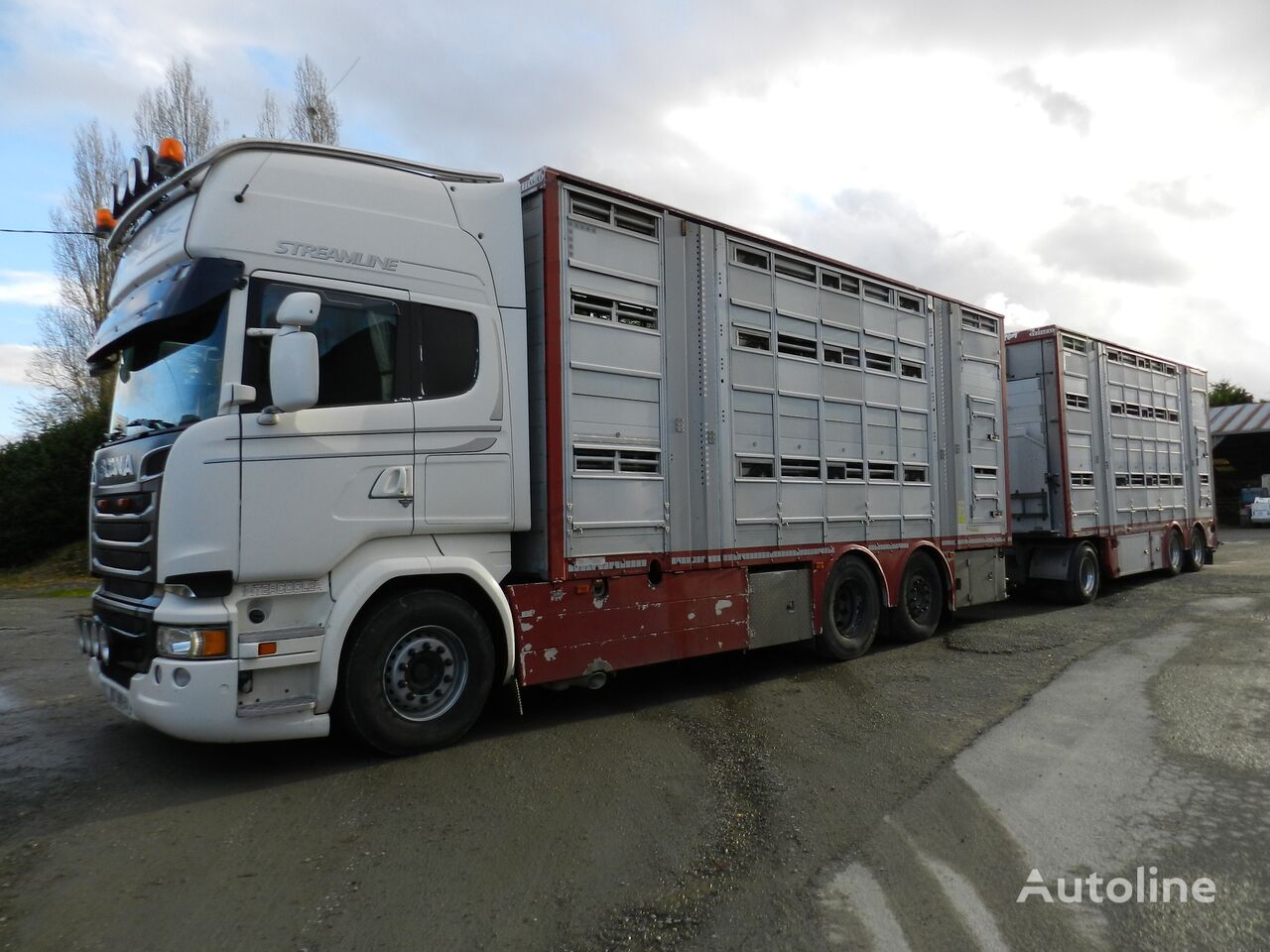 truk pengangkut hewan Scania R 580 + trailer pengangkut ternak